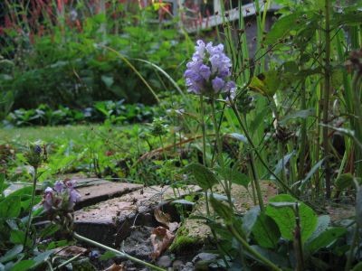 wilde planten - Kruipend Zenegroen